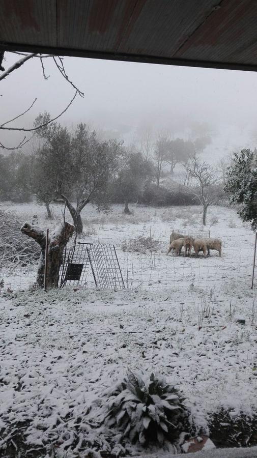 Nieve en las proximidades de Cabeza la Vaca