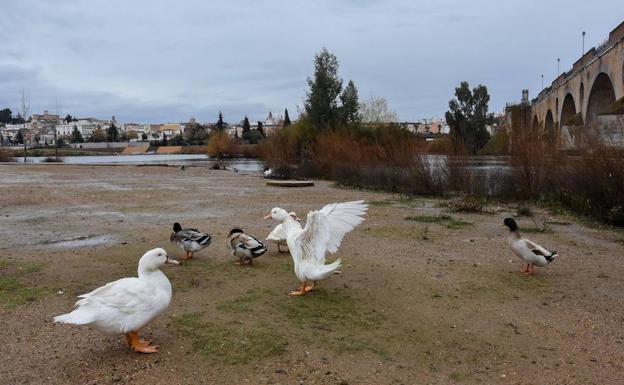 Gansos en el parque del río, ayer..