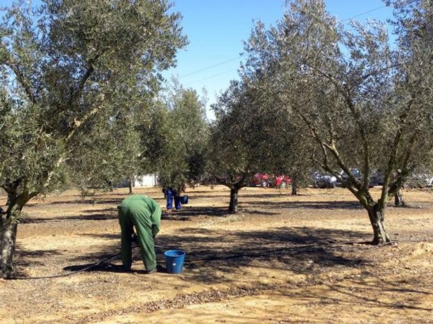 Agricultores cogiendo aceitunas en un olivar extremeño. :: hoy