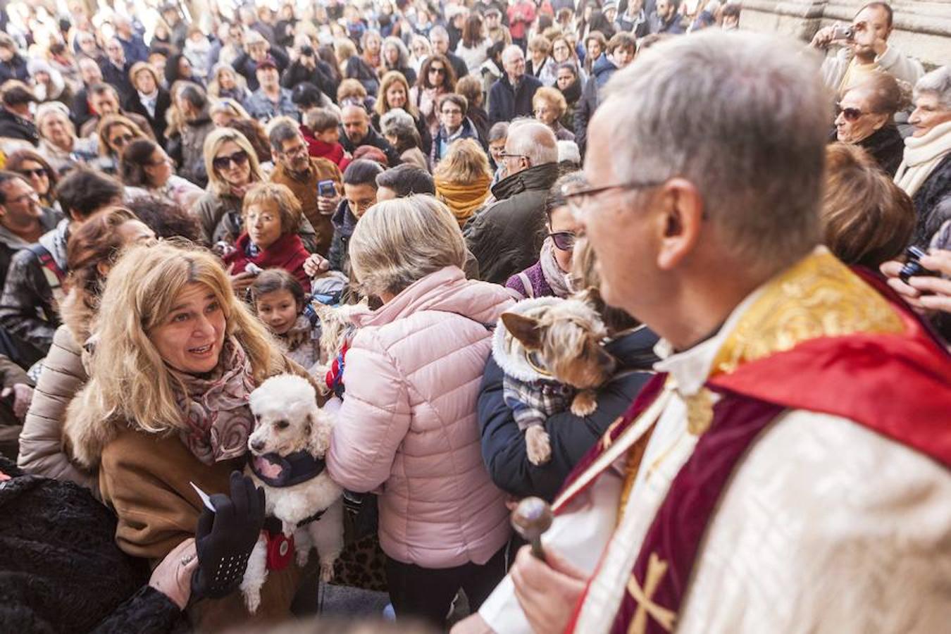 Las mascotas se dieron cita en la Plaza de San Juan para asistir a la bendición 