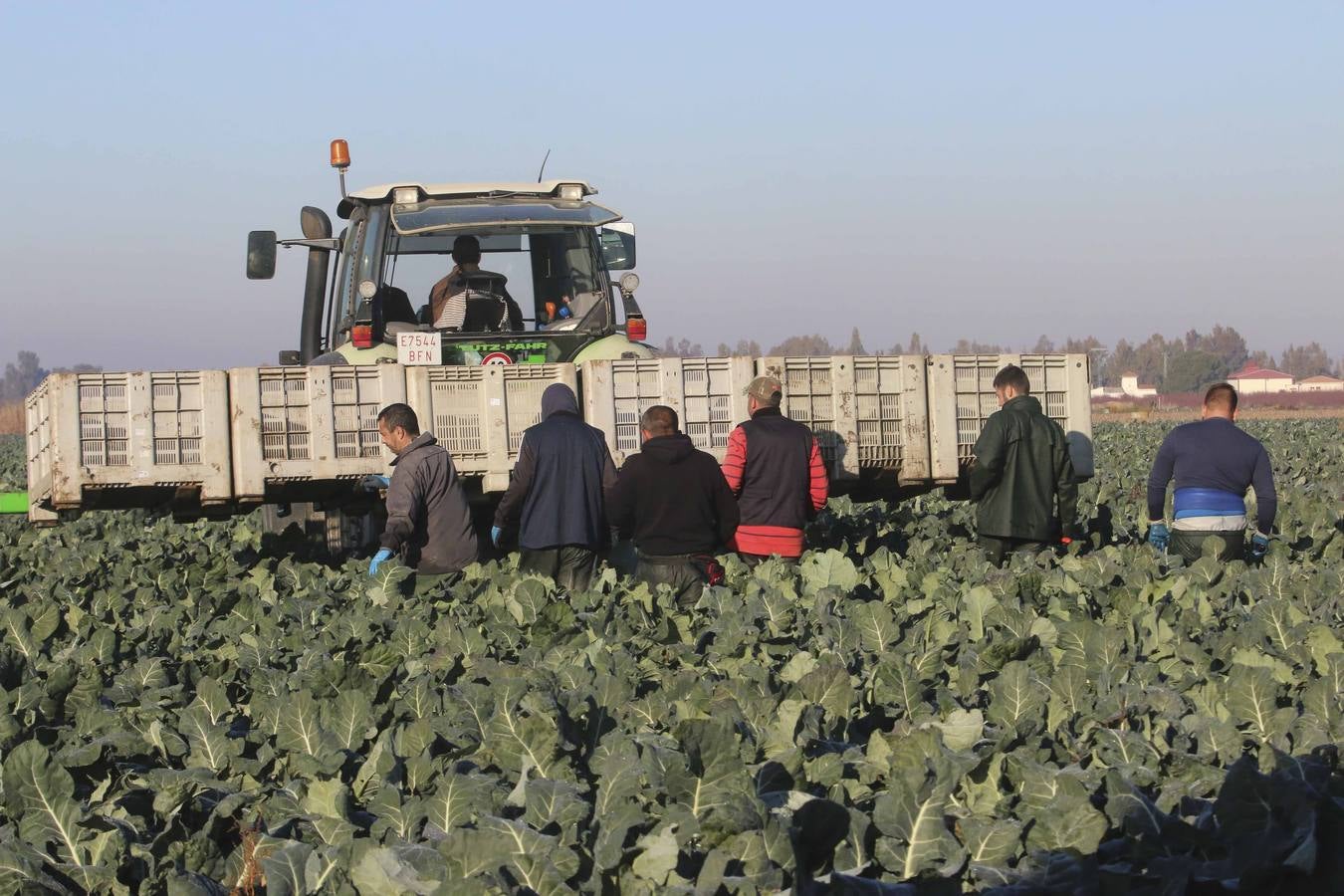 La sequía en Murcia llena de brócoli las vegas del Guadiana
