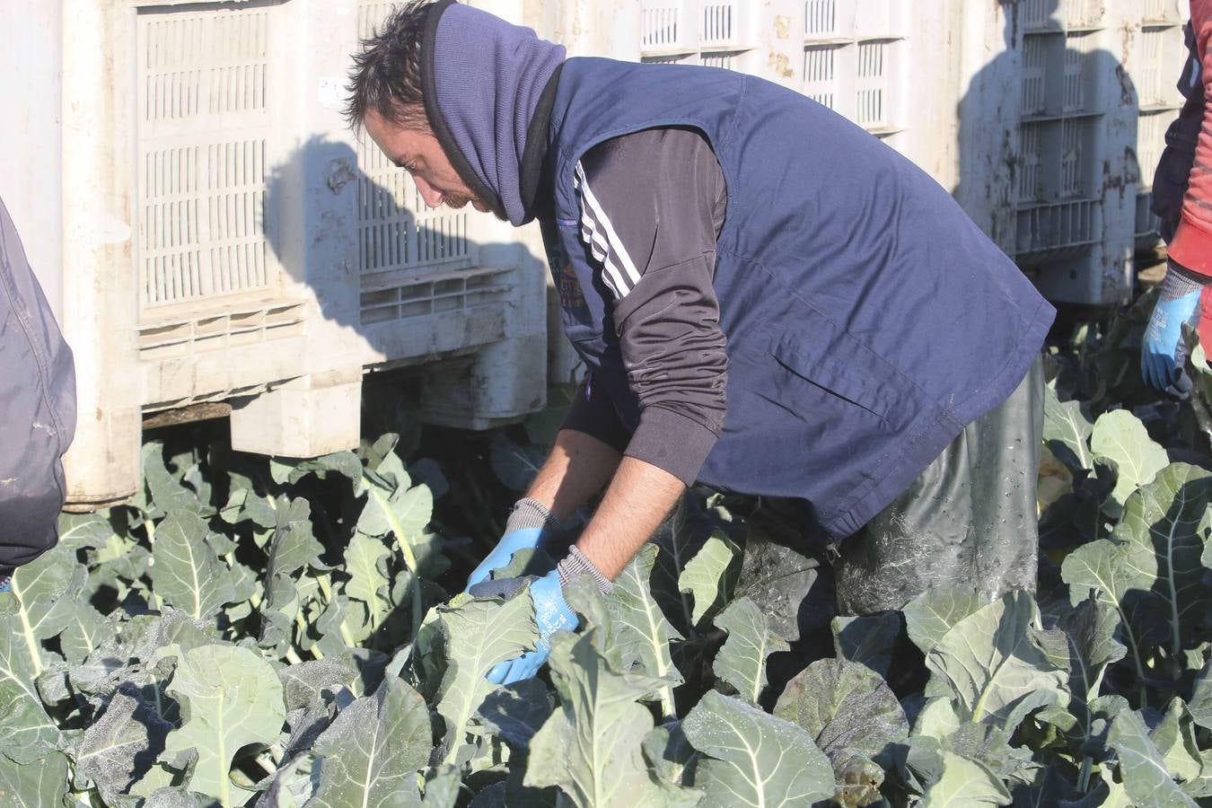 La sequía en Murcia llena de brócoli las vegas del Guadiana