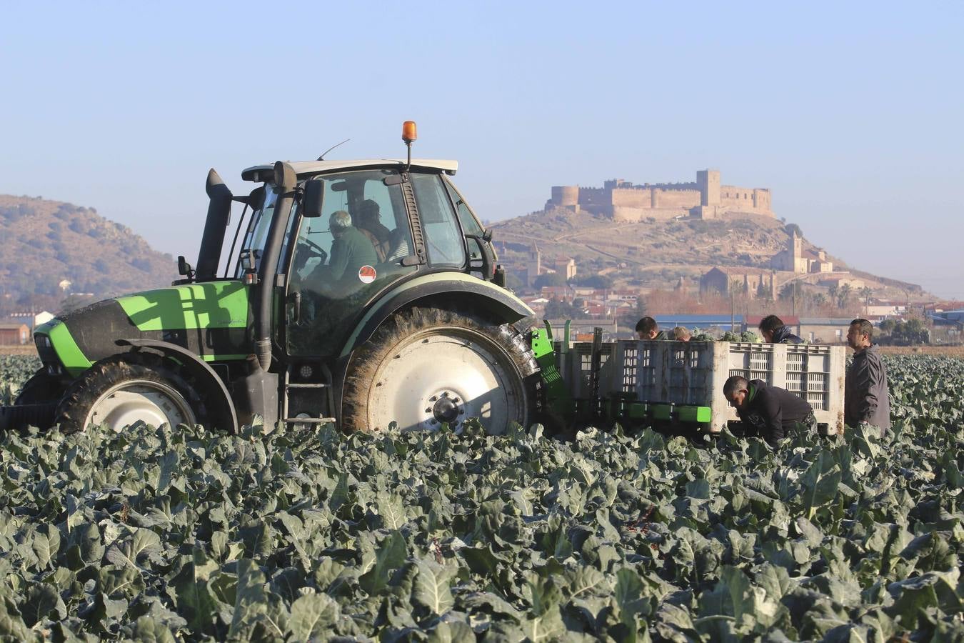 La sequía en Murcia llena de brócoli las vegas del Guadiana