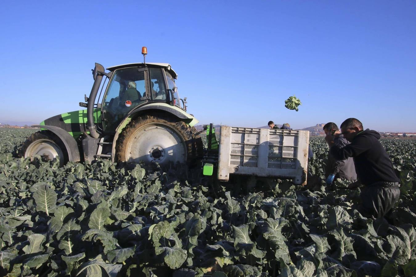 La sequía en Murcia llena de brócoli las vegas del Guadiana