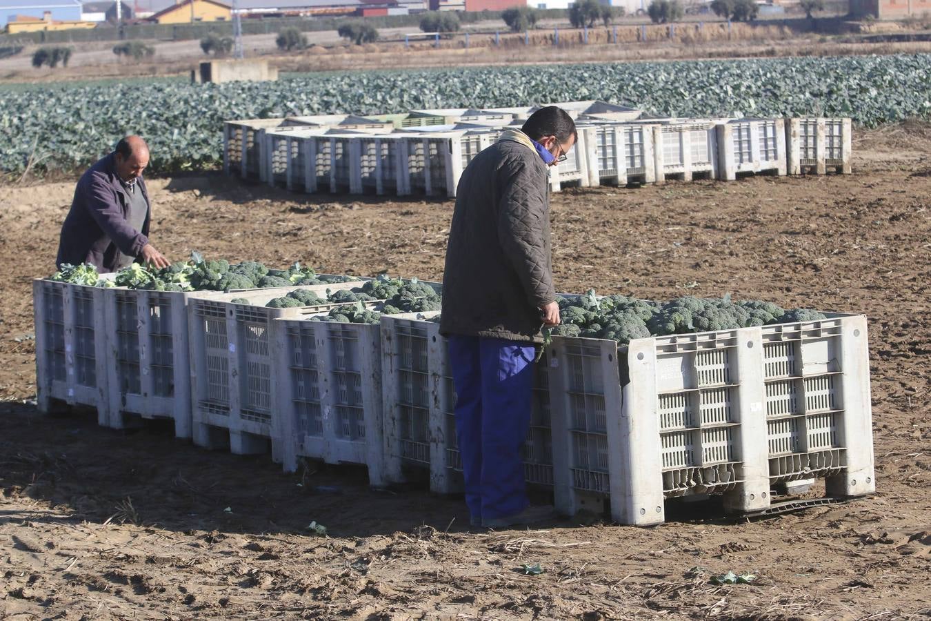 La sequía en Murcia llena de brócoli las vegas del Guadiana