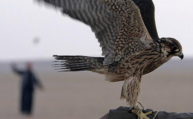 Cetreros españoles, portugueses y holandeses se darán cita en Llerena