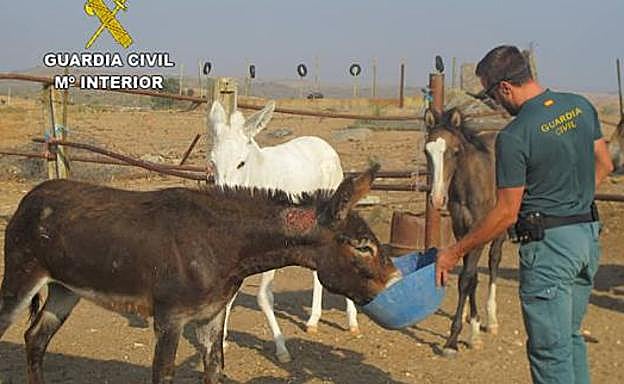 Imagen de alguno de los animales que la Guardia Civil facilitó a los medios tras la detención del hombre, en septiembre de 2016. 