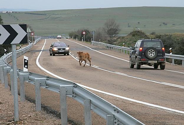 Un becerro suelto en la carretera de acceso a Trujillo, en al año 2014, con la autovía al fondo. :: hoy