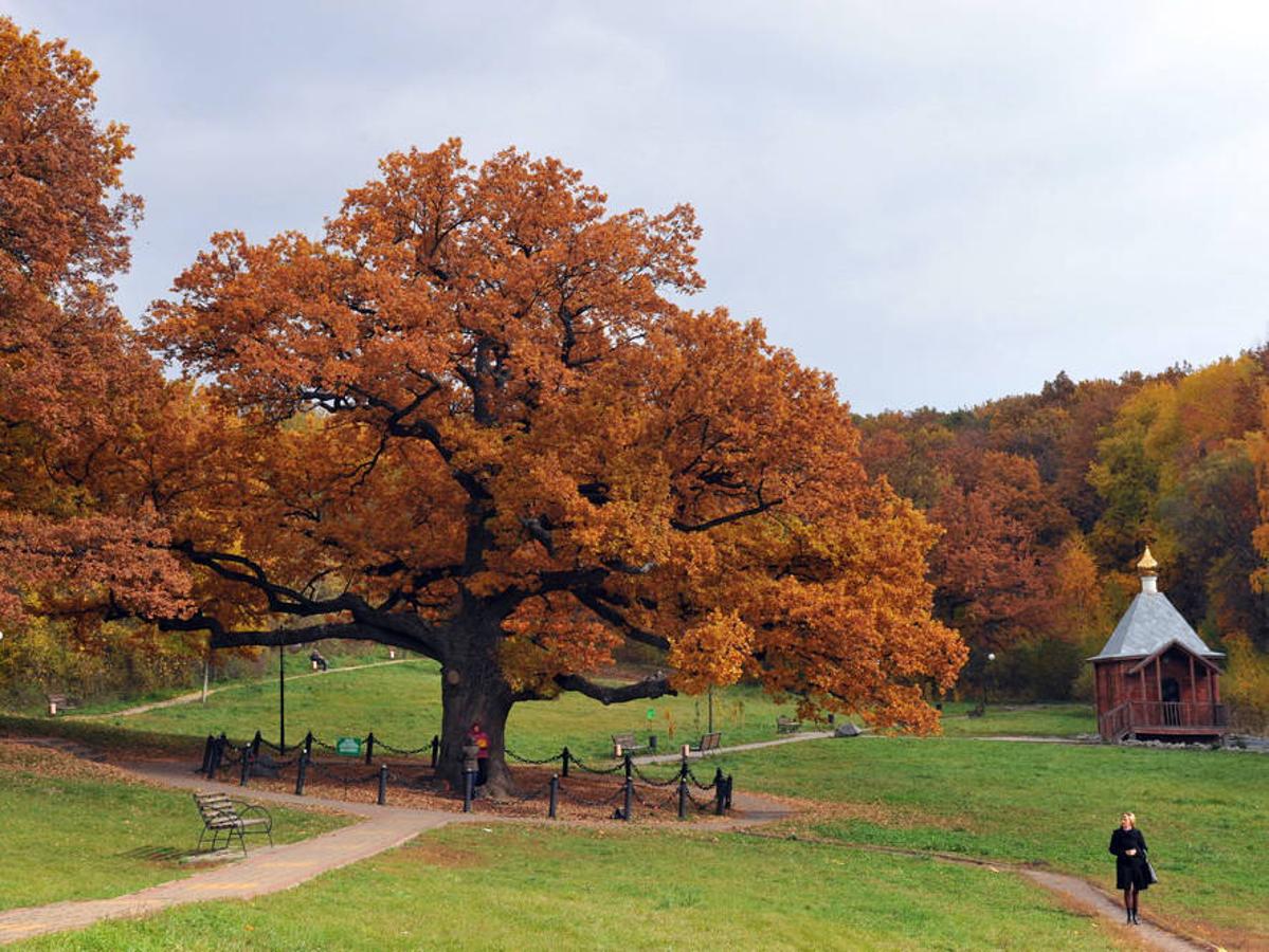 El roble llamado 'El Viejo de los Bosques de Belgorod' (Federación Rusa).