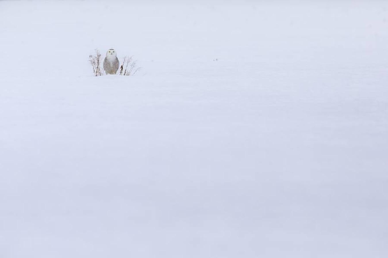 'Búho nival. Minimalismo en la nieve' | Accésit Alejo Leal.