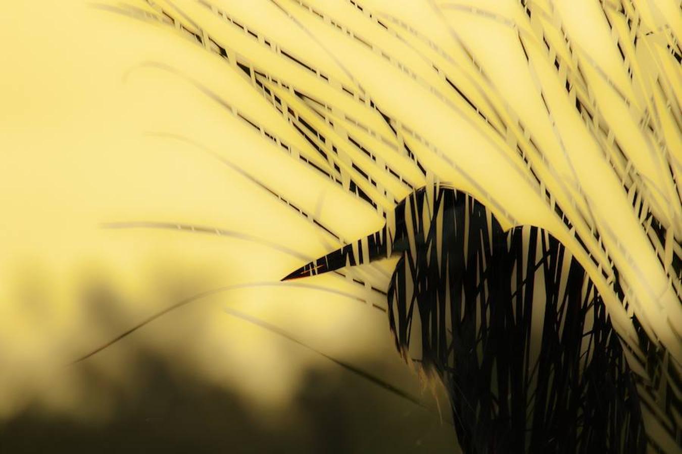 'Silueta' | Accésit Sigma España.