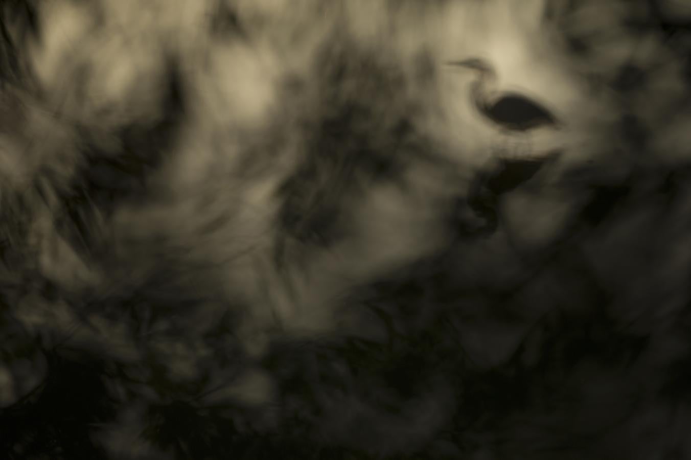 'Silueta' | Aves de España.