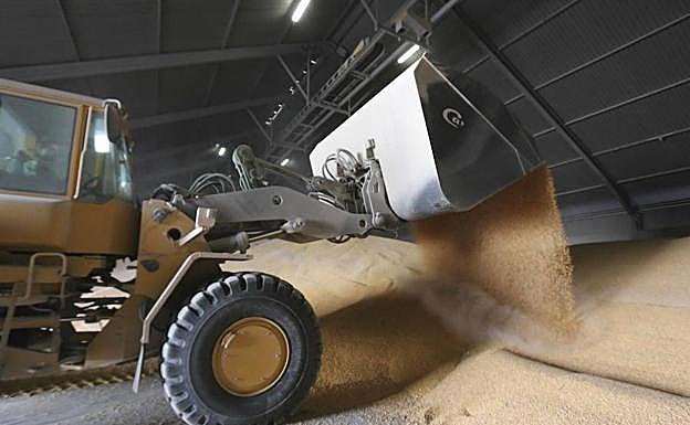 Imagen. Recogiendo maíz almacenado para empezar el proceso.