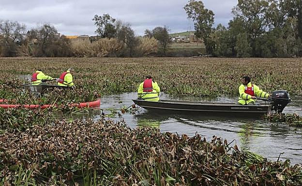 Operarios quitando camalote en el tramo urbano de Mérida. :: J. M. Romero