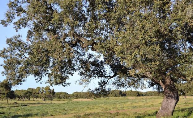 Trabajan en una simbiosis entre un hongo y la encina para mejorar la planta