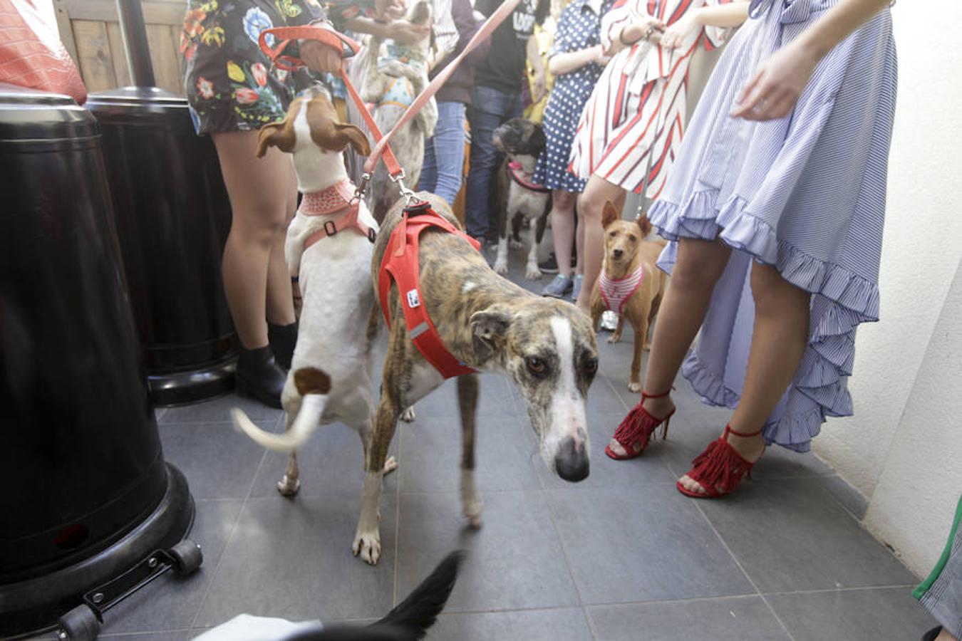 Una veintena de canes del Refugio San Jorge desfilaron junto a modelos voluntarias para recaudar fondos y sensibilizar