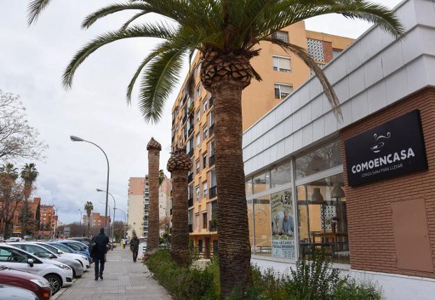 Palmeras particulares afectadas por el picudo rojo en la avenida de Colón.