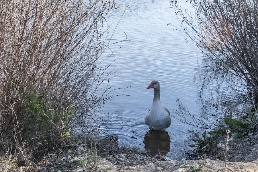 Uno de los gansos, en el río Guadiana. ::