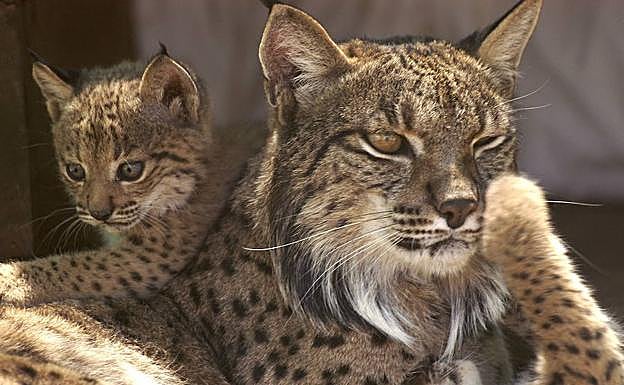 El 90% de los linces que nazcan en Extremadura este año serán liberados