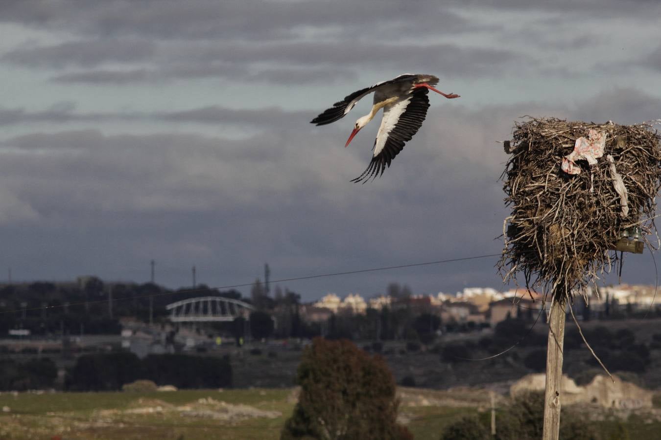 Cada vez hay menos aves en zonas como el casco histórico de Cáceres o Plasencia, lugares donde hasta hace pocos años era muy común verlas