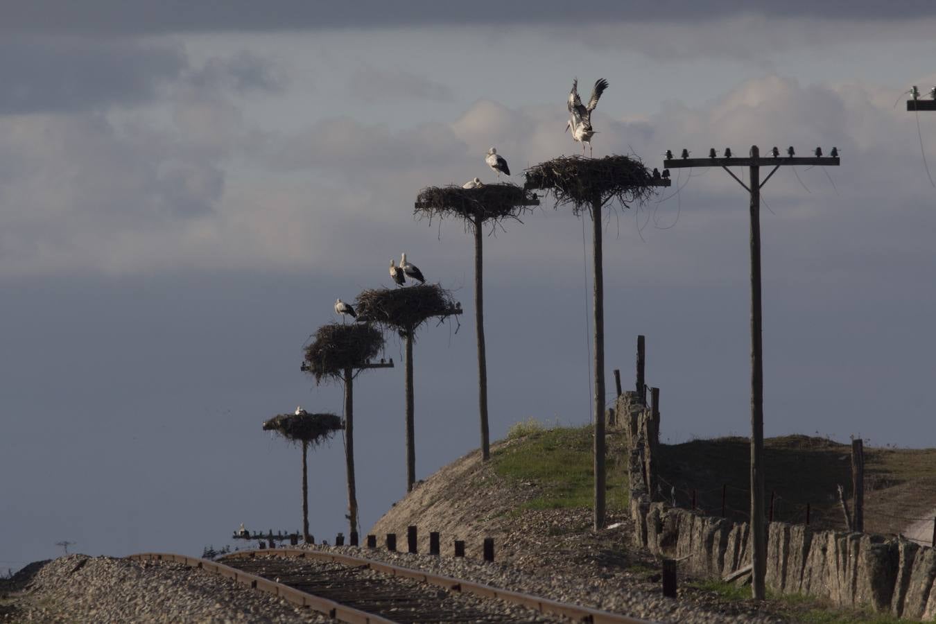 Cada vez hay menos aves en zonas como el casco histórico de Cáceres o Plasencia, lugares donde hasta hace pocos años era muy común verlas