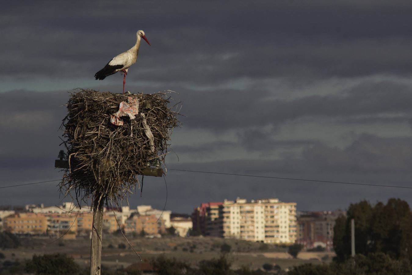 Cada vez hay menos aves en zonas como el casco histórico de Cáceres o Plasencia, lugares donde hasta hace pocos años era muy común verlas