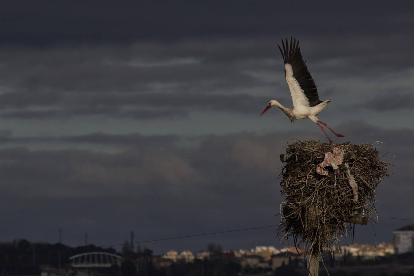 Cada vez hay menos aves en zonas como el casco histórico de Cáceres o Plasencia, lugares donde hasta hace pocos años era muy común verlas