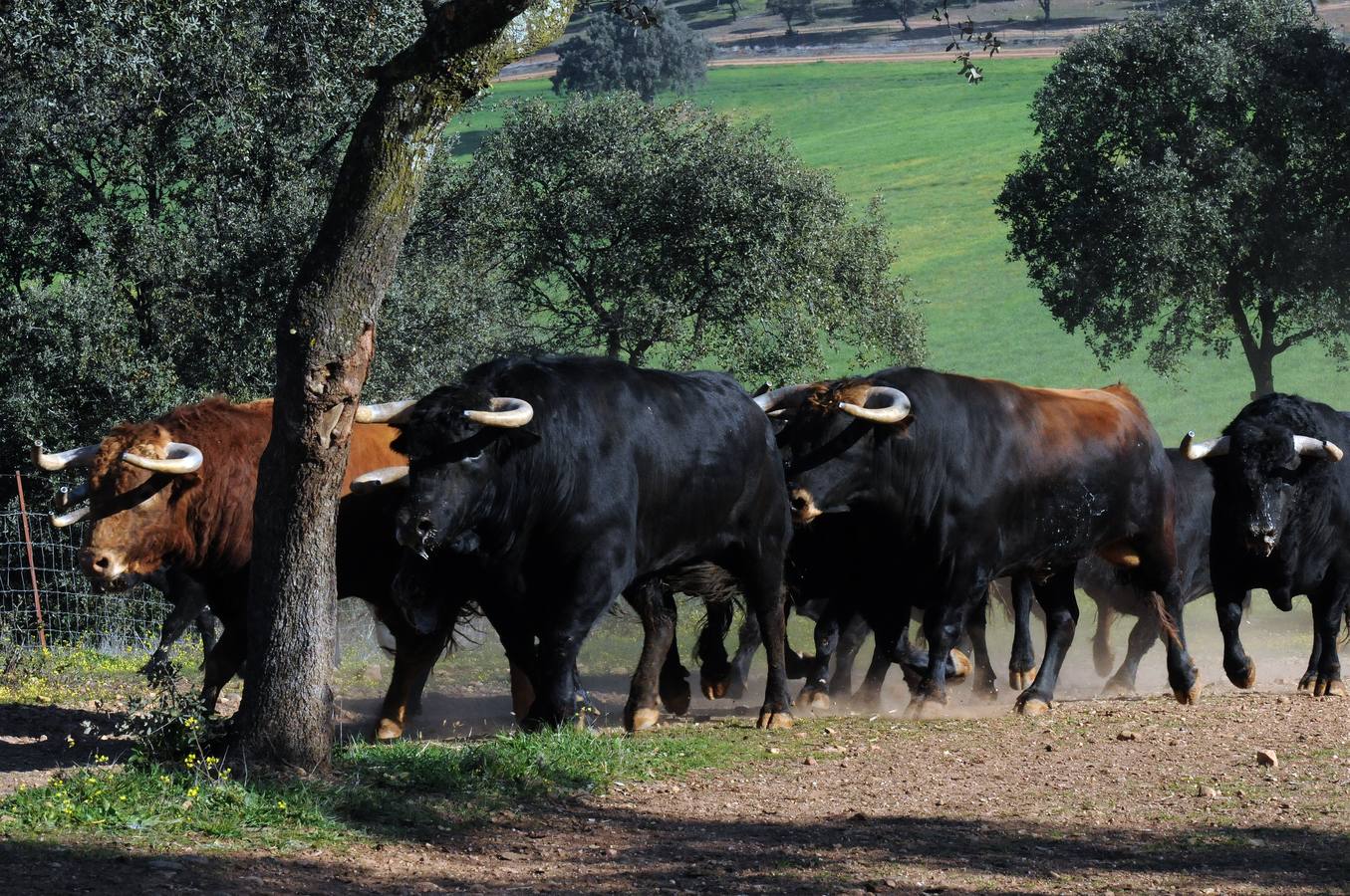 La cría de más de 20.000 cabezas de de este ganado contribuye a mantener intacto el principal ecosistema de la región