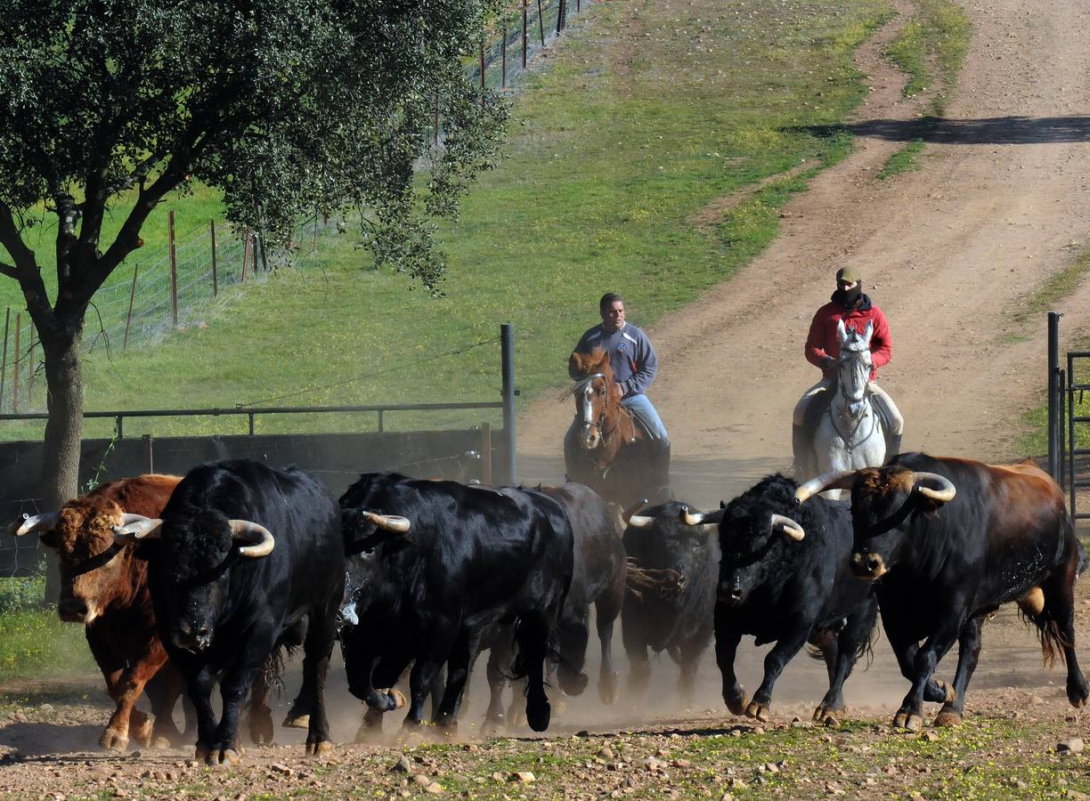 La cría de más de 20.000 cabezas de de este ganado contribuye a mantener intacto el principal ecosistema de la región