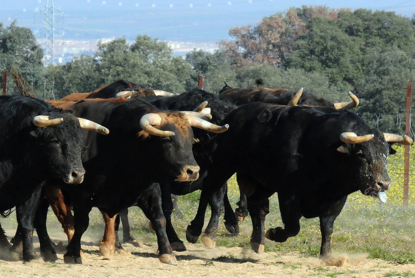 La cría de más de 20.000 cabezas de de este ganado contribuye a mantener intacto el principal ecosistema de la región