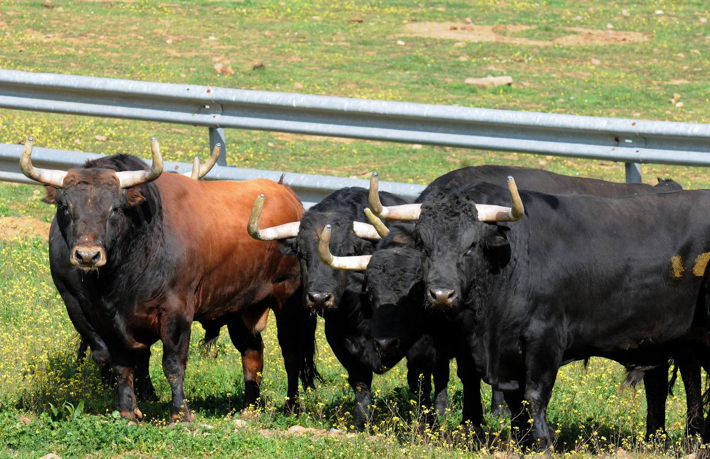 La cría de más de 20.000 cabezas de de este ganado contribuye a mantener intacto el principal ecosistema de la región