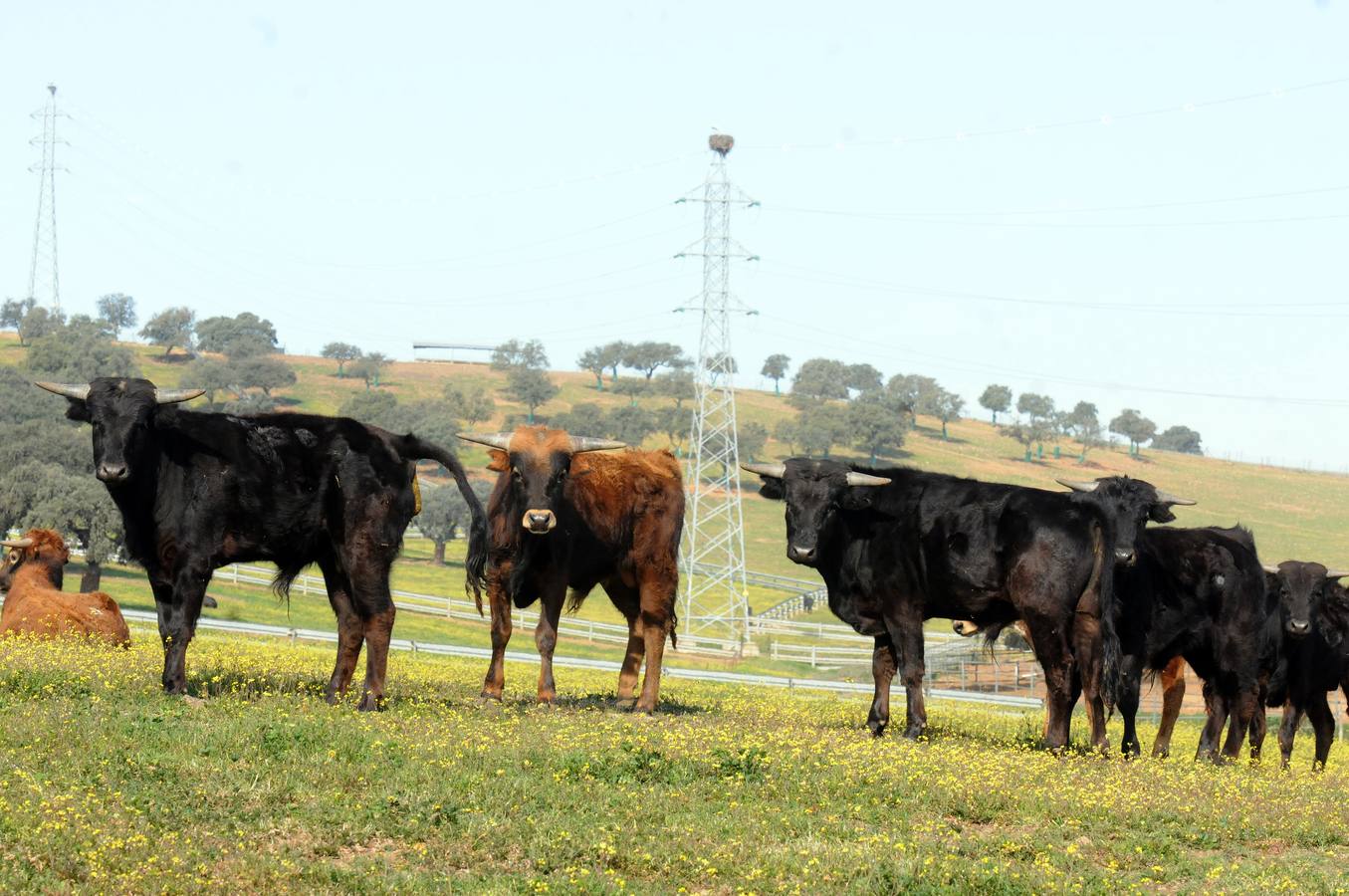 La cría de más de 20.000 cabezas de de este ganado contribuye a mantener intacto el principal ecosistema de la región