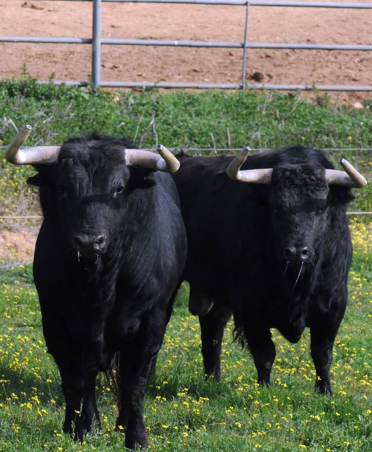 La cría de más de 20.000 cabezas de de este ganado contribuye a mantener intacto el principal ecosistema de la región