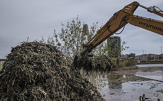Camalote acumulado en la orilla del río. :: Pakopí