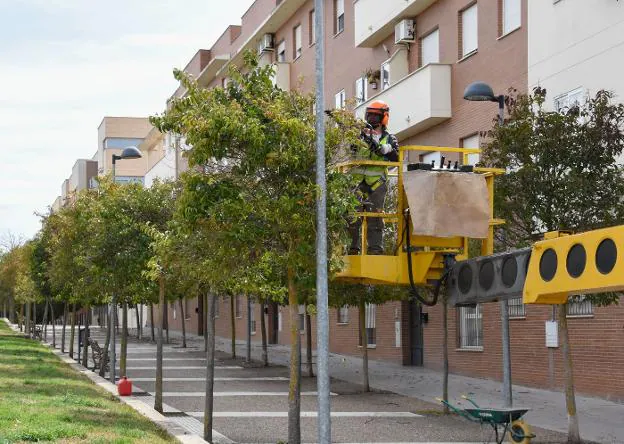 Un operario ayer, trabajando en la poda de una calle del barrio de Suerte de Saavedra.