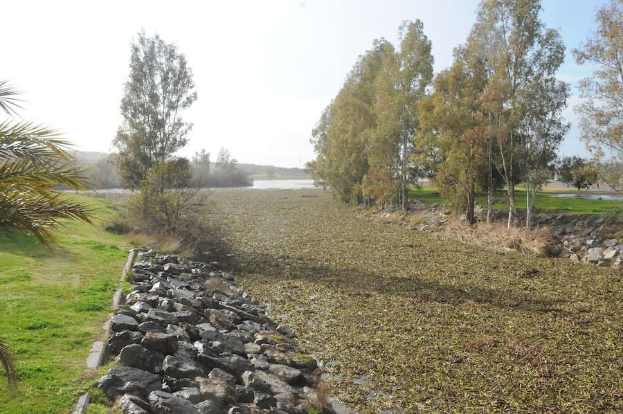 El tramo urbano del Guadiana ha sido tomado por la planta invasora