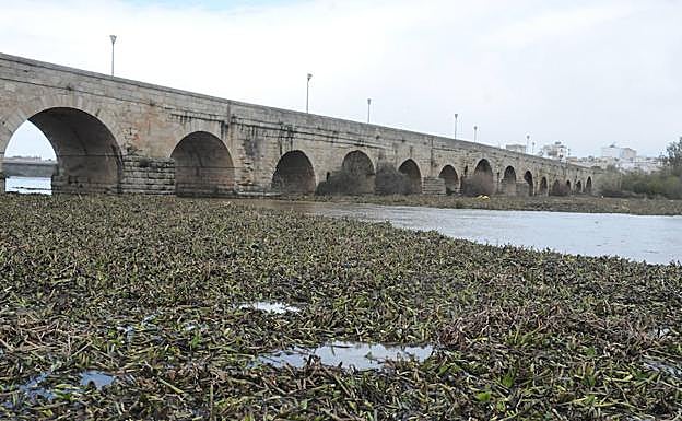El camalote invade el tramo urbano del Guadiana a su paso por Mérida