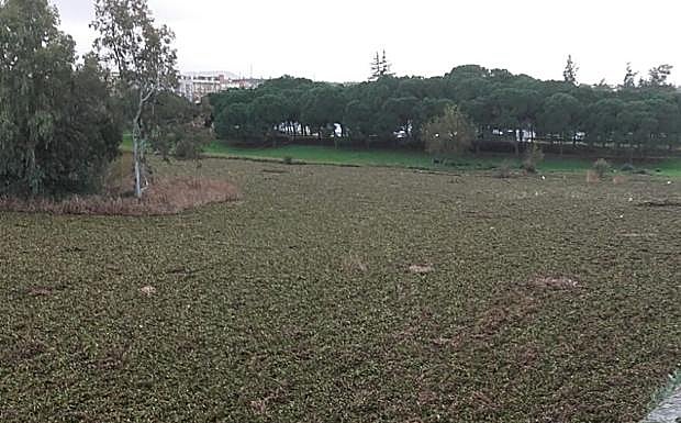 El camalote invade el tramo urbano del Guadiana a su paso por Mérida:: HOY