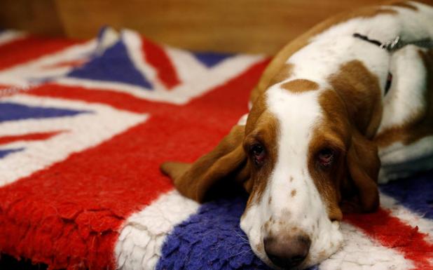 Un perro descansa en el salón de Crufts. 