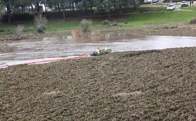 Dos trabajadores retiran camalote en el Guadiana a su paso por Mérida