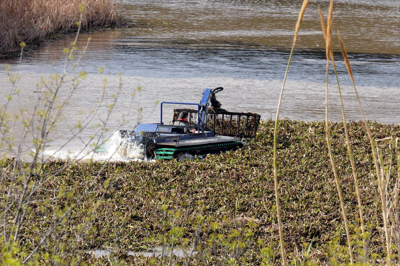 El tramo urbano del Guadiana ha sido tomado por la planta invasora