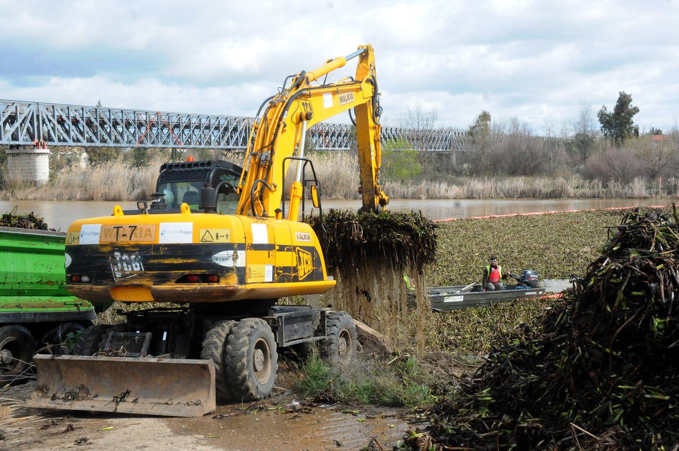 El tramo urbano del Guadiana ha sido tomado por la planta invasora