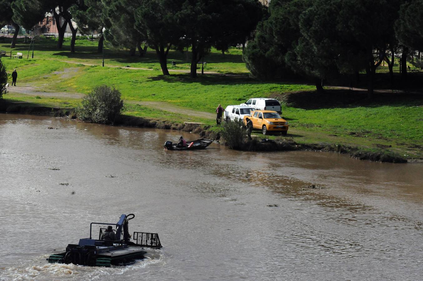 El tramo urbano del Guadiana ha sido tomado por la planta invasora