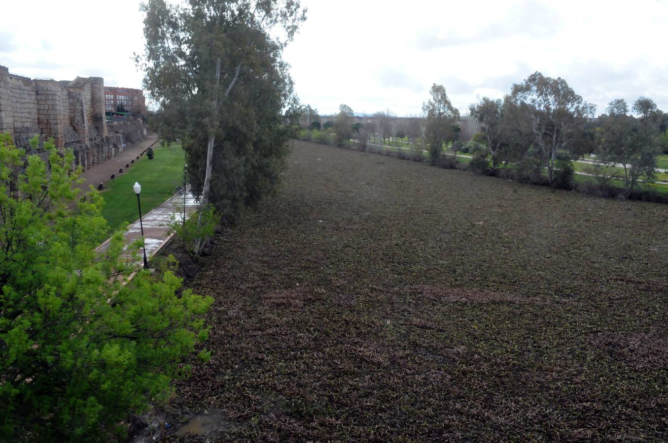 El tramo urbano del Guadiana ha sido tomado por la planta invasora