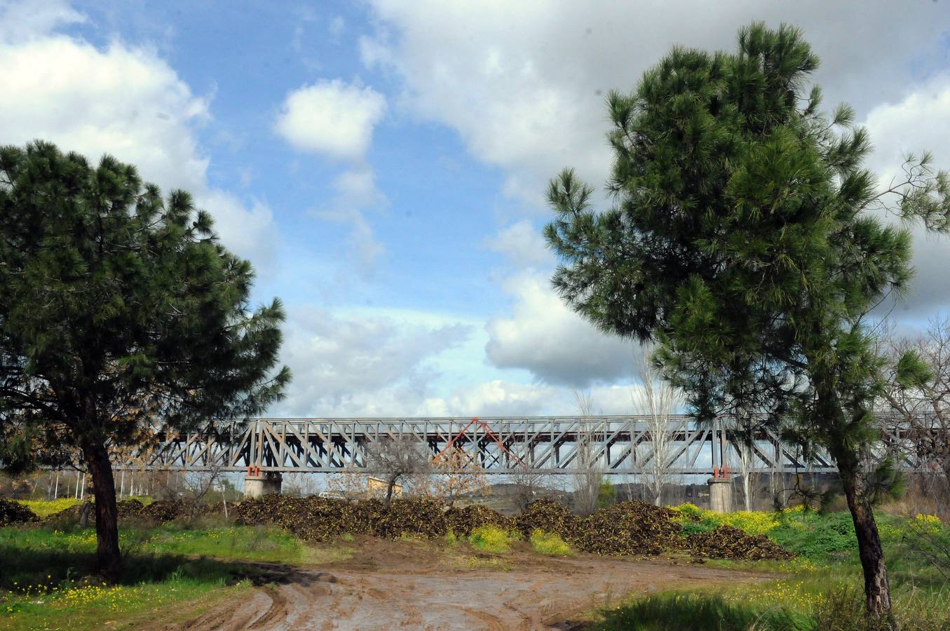 El tramo urbano del Guadiana ha sido tomado por la planta invasora