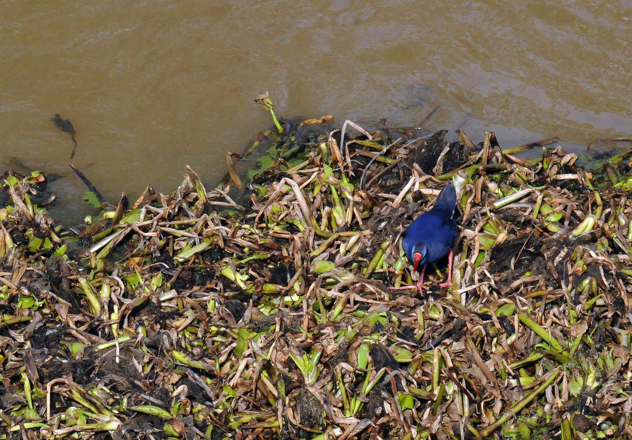 El tramo urbano del Guadiana ha sido tomado por la planta invasora