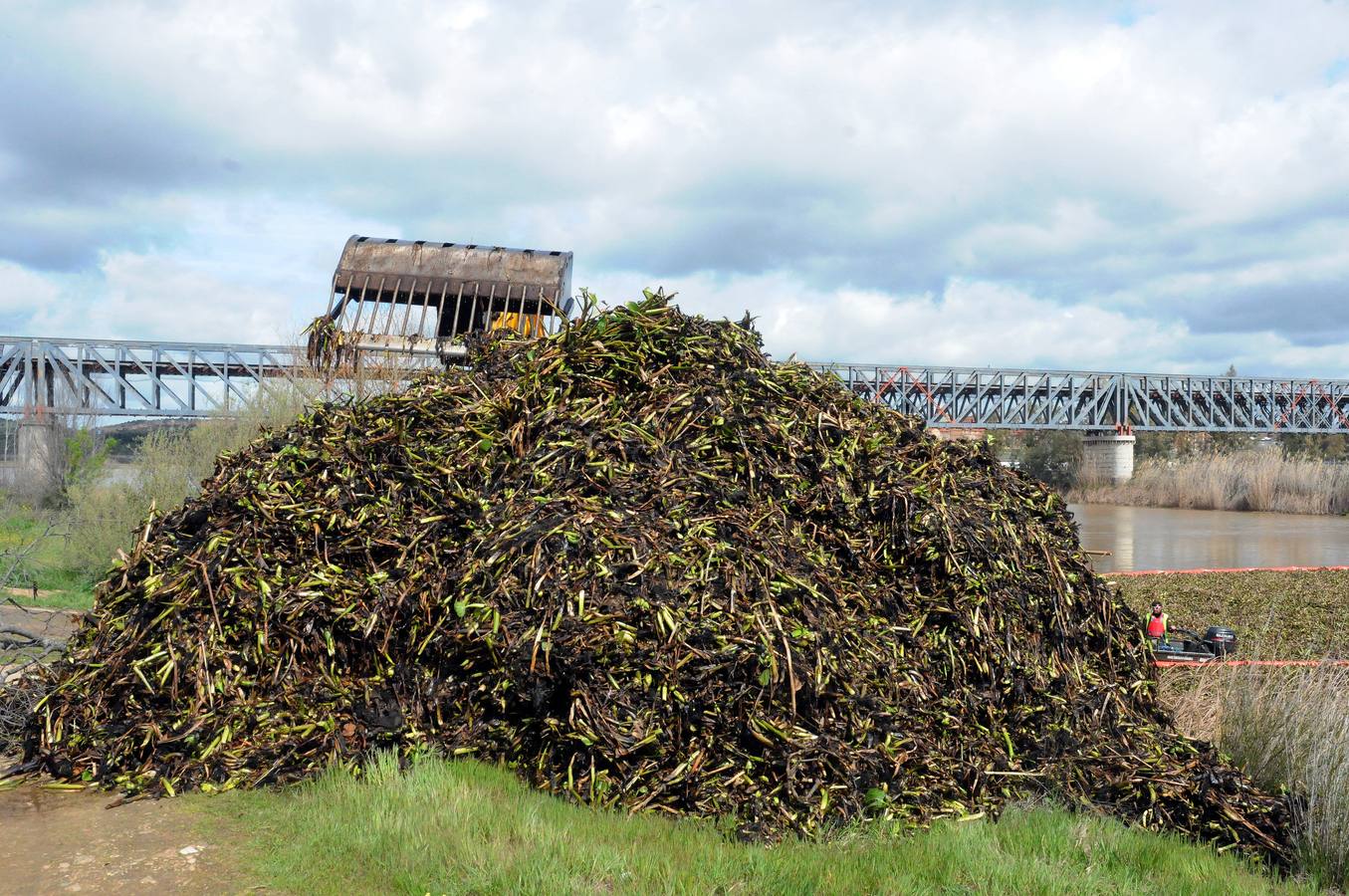 El tramo urbano del Guadiana ha sido tomado por la planta invasora