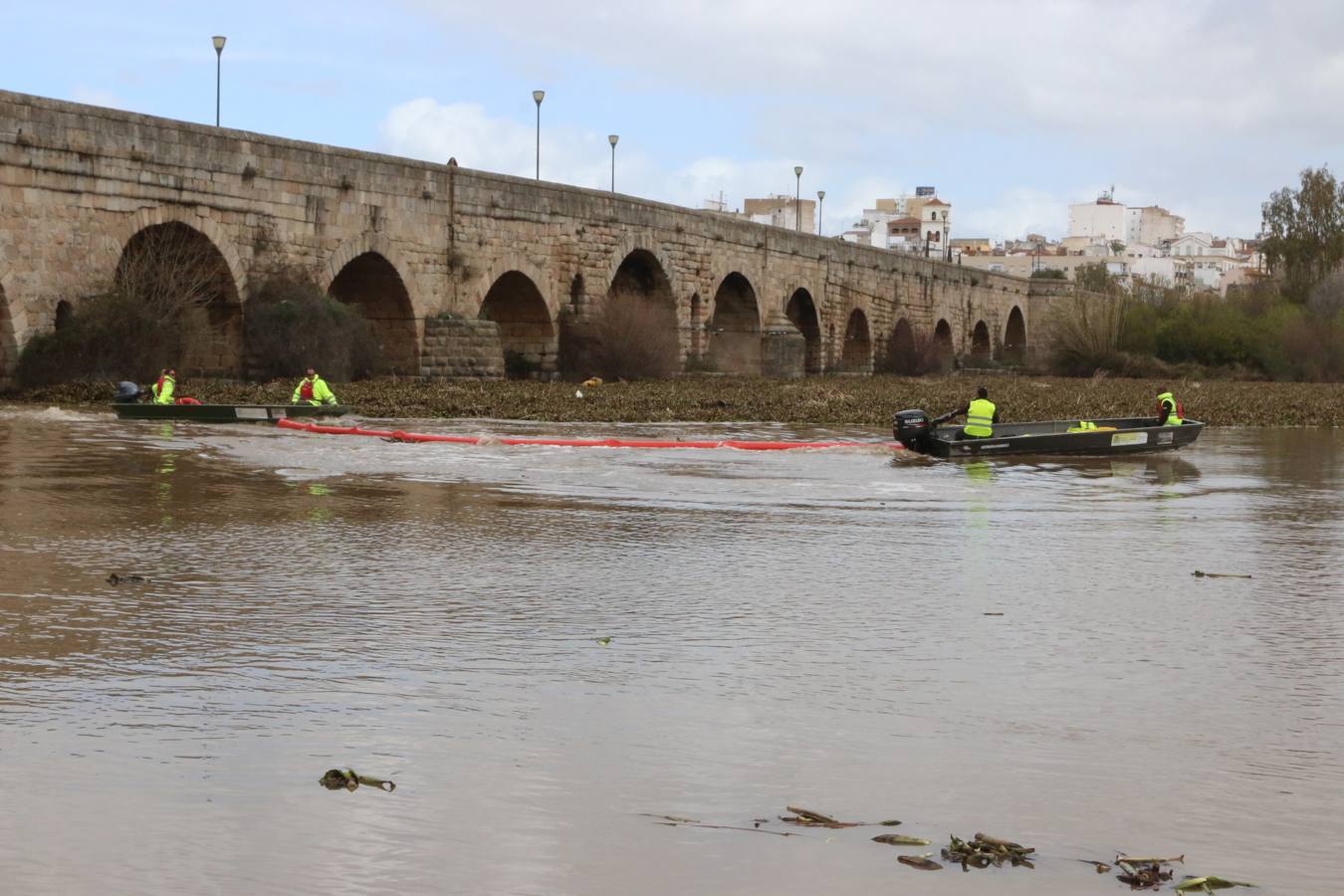 El tramo urbano del Guadiana ha sido tomado por la planta invasora