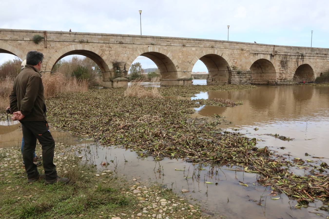 El tramo urbano del Guadiana ha sido tomado por la planta invasora