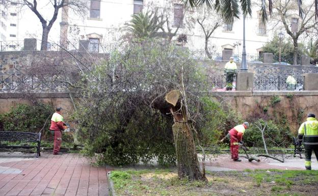 Operarios retiran un arbol caído por el temporal en el parque Calvo Sotelo en Cáceres